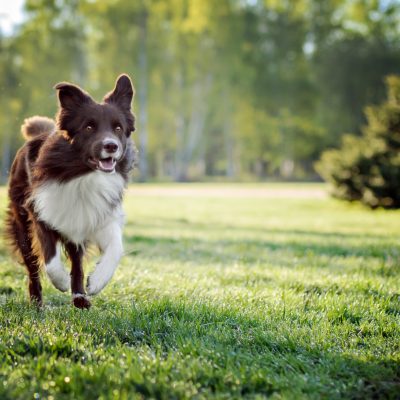 Border Collie dog run on a background of green grass