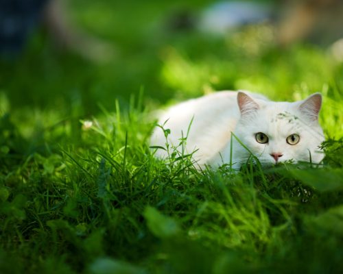 7344423 - white cat hunting hiding in grass outdoors