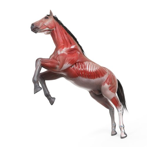 3d rendered medically accurate illustration of the equine anatomy - the muscle system